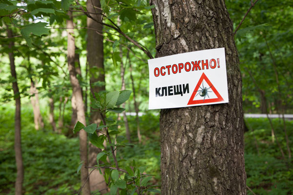 Осторожно клещи в парках Москвы