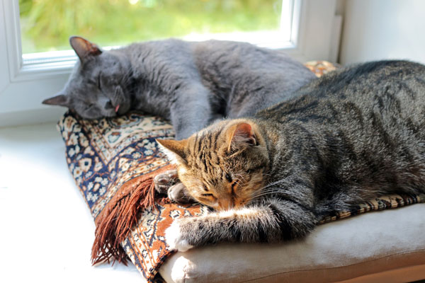 Запах кошачьей мочи в квартире причины и способы устранения