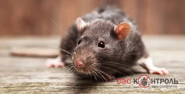 Борьба с крысами на предприятии. Крысы - это самый опасный вредитель в мире
