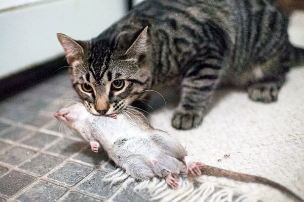 Уничтожение крыс кошками