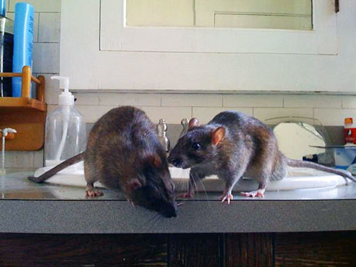 Уничтожение крыс на кухне
