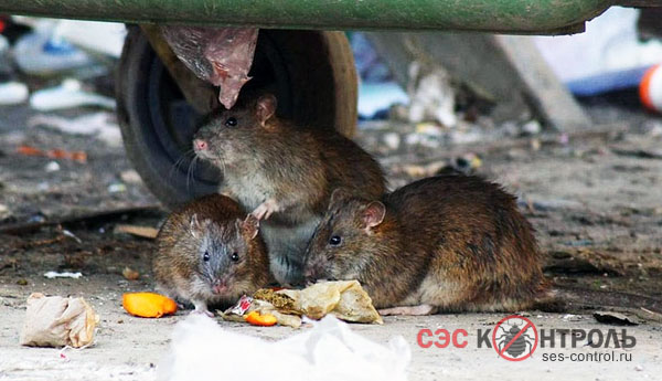 Городские крысы под мусорным баком