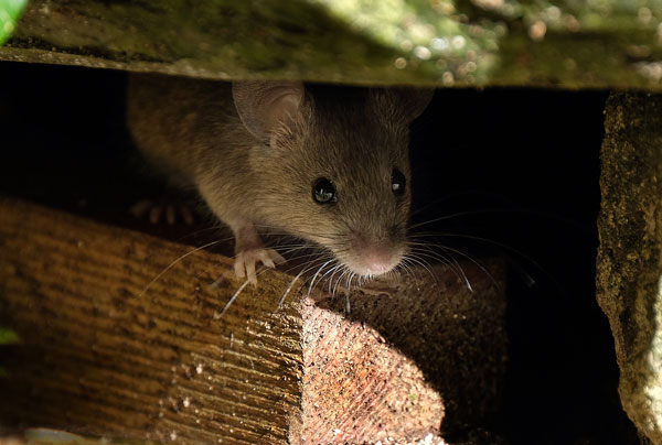Уничтожение мышей в частном доме