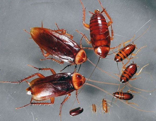 Жизненный цикл и развитие тараканов