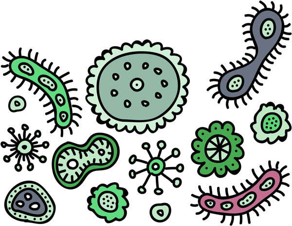 Бактерии помогают клопам