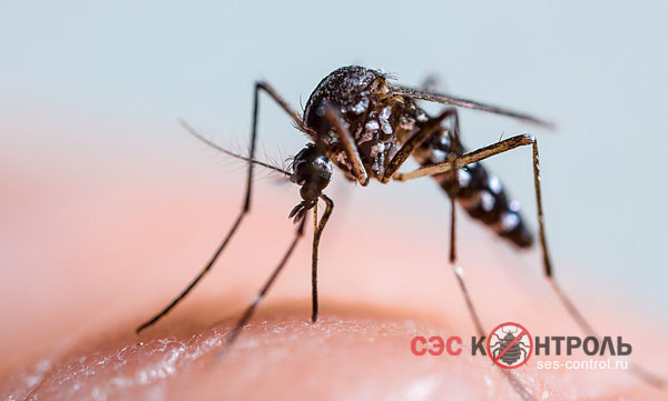 Комар Aedes