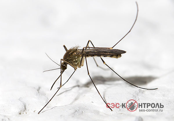 Обыкновенный комар Culex piplens