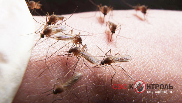 Комары на коже человека