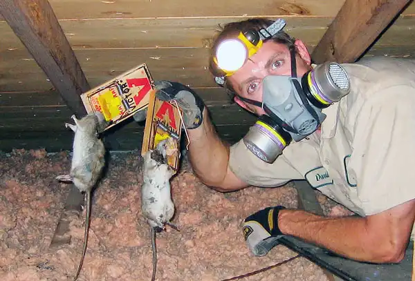 Крысы на крыше дома как избавиться. Уничтожение грызунов в доме в Москве и  СПб