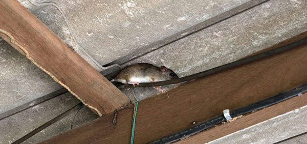 Крысы на крыше