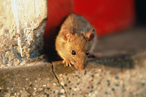 Уничтожение крыс в доме