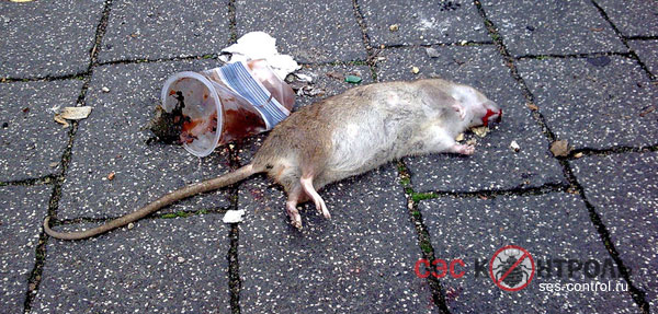 Травля крыс в городе