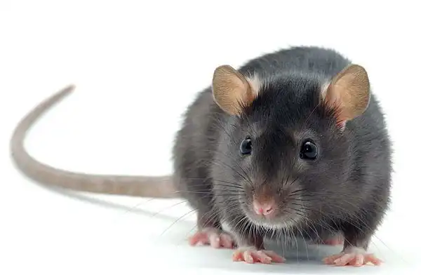 Откуда берутся крысы в квартире и как избавиться. Дератизация в СПб