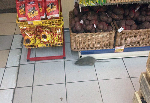 Крыса бегает по магазину