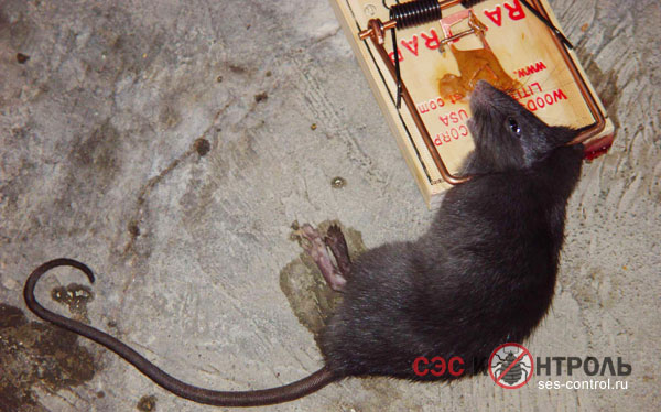 Уничтожение крыс в Санкт-Петербурге