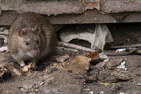 Крыса во дворе жилого дома