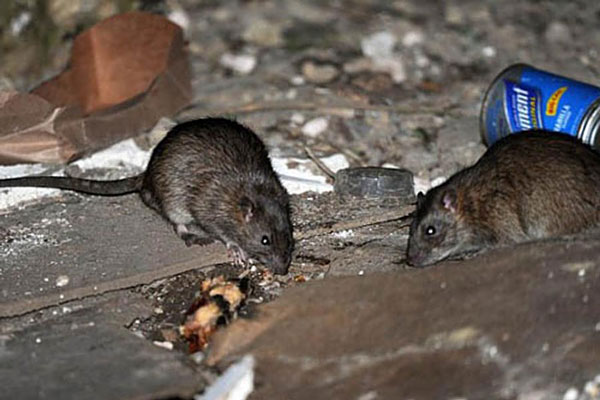 Крысы в подвале