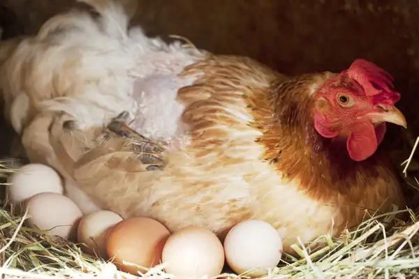 Причины сокращения яйценоскости у кур зимой