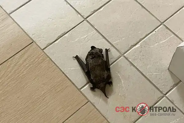 Летучая мышь в квартире