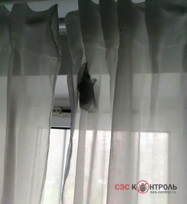 Летучая мышь в квартире