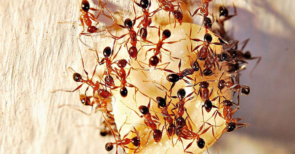 Домашние муравьи облепили еду