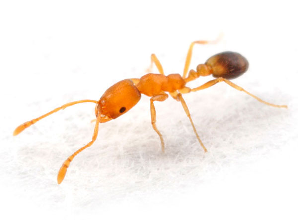 Домашние рыжие муравьи вывести