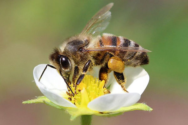 Уничтожение пчел на дачном участке
