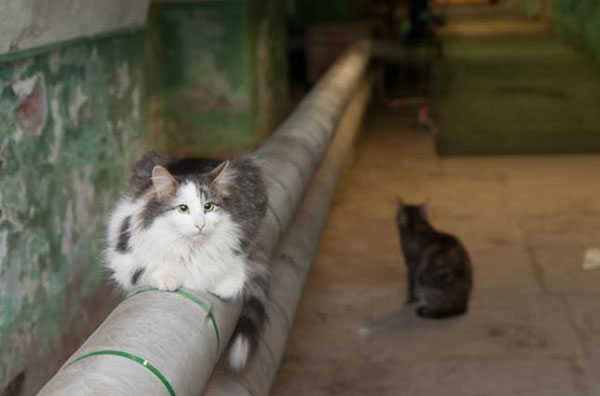 Кошки в подвале дома
