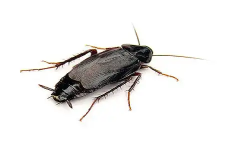 Избавляемся от больших и мелких черных тараканов в квартире и доме