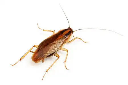 Как тараканы заражают человека болезнями. Избавиться от тараканов в квартире