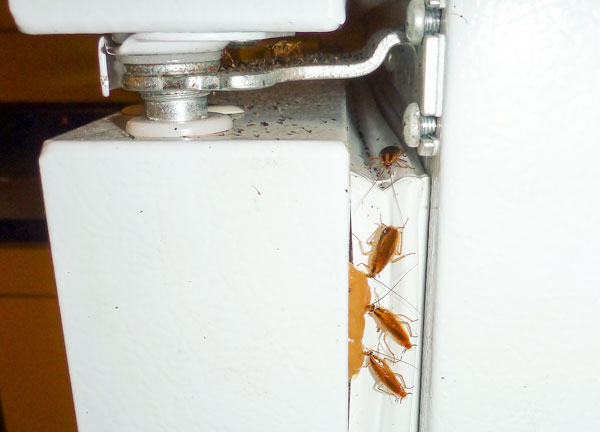 Тараканы в холодильнике что делать