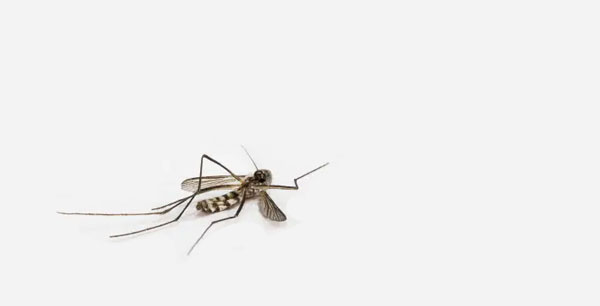 Обработка от комаров на участке