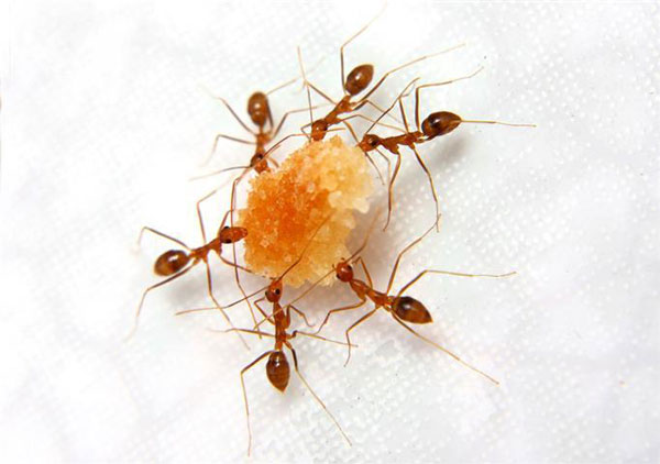 Травля муравьев в квартире