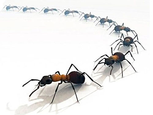 Уничтожение муравьев в квартире в СПб