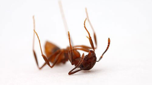 Дезинфекция от муравьев в квартире