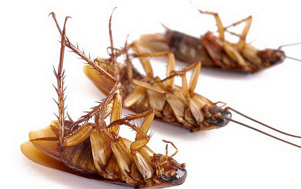 О комплексном подходе к травле тараканов